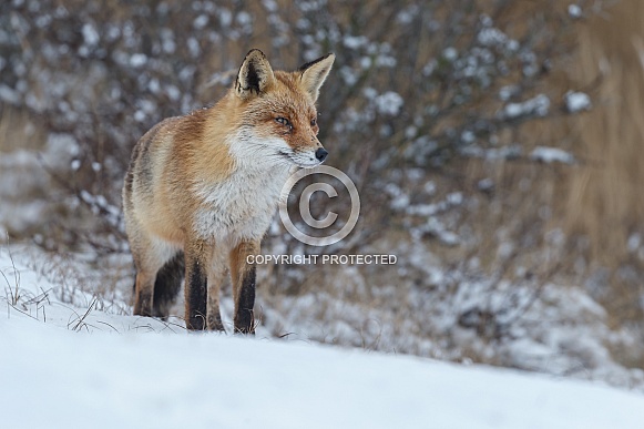 Red fox in wintertime Red fox in wintertime