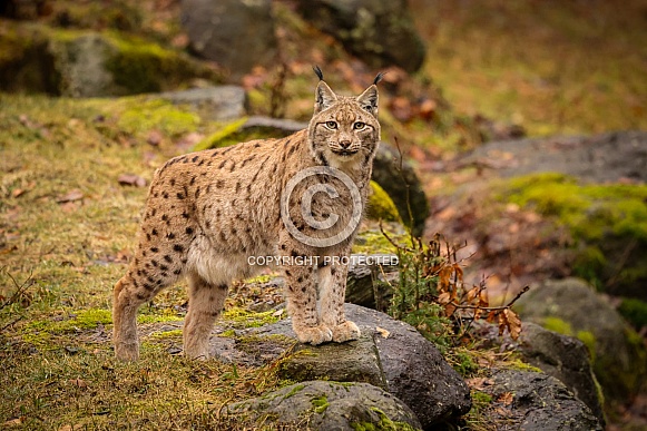 Eurasian lynx in the nature habitat. Beautiful and charismatic animal. Wild Europe. European wildlife. Animals in european forests. Lynx lynx.