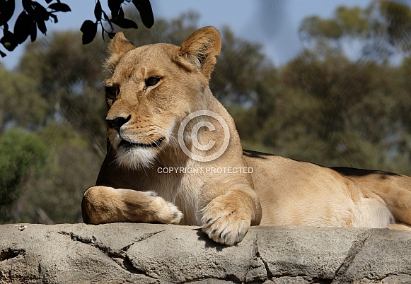 African Lion