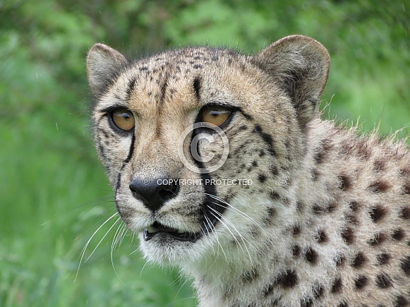 Cheetah