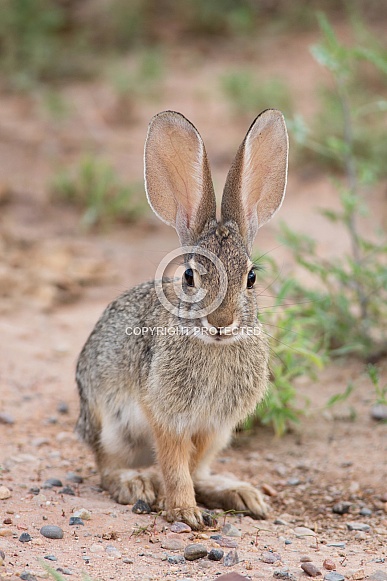 Desert Cottontail Rabbit