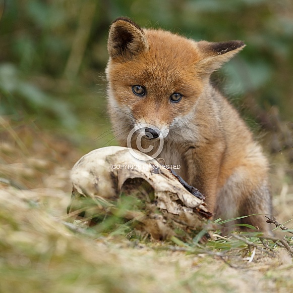 Red fox cubs