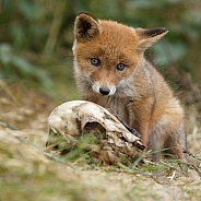 Red fox cubs