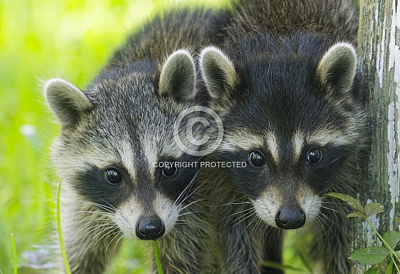 Raccoons