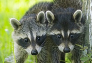 Raccoons