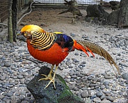 Male Golden Pheasant
