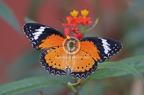 Red Lacewing