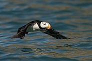 Horned puffin in Alaska over the water