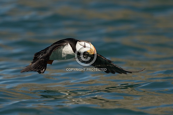 Horned puffin in Alaska over the water