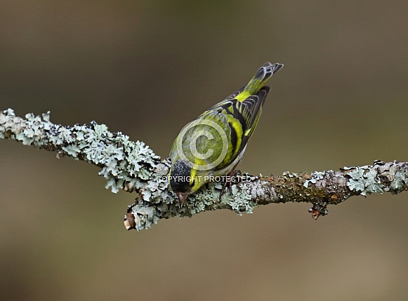 Siskin