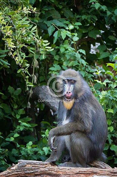 Mandrill Mandrill