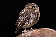 Little Owl Full Body Black Background