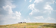 Wild Horse (Equus caballus)