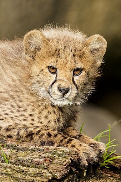 Cheetah