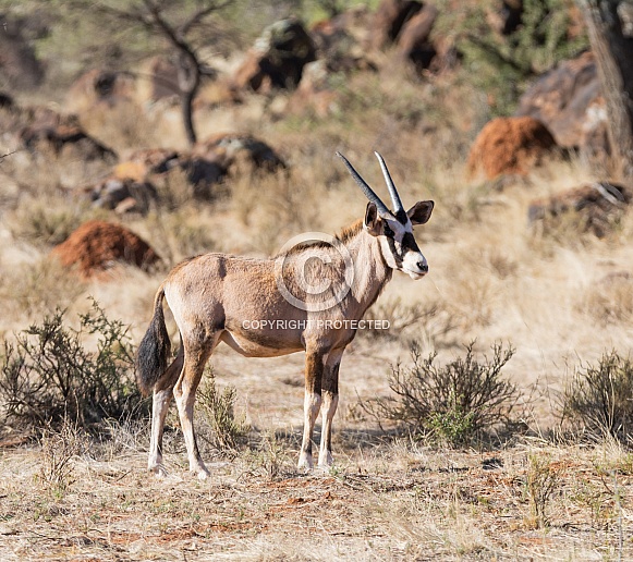 Juvenile Gemsbok Juvenile Gemsbok