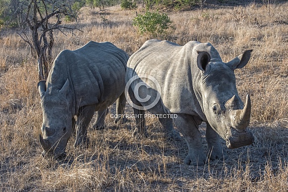 A Pair of Adult Rhinoceros in South Africa Savanna A Pair of Adult Rhinoceros in South Africa Savanna
