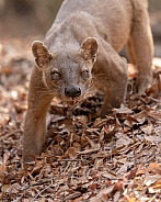 Fossa