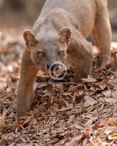 Fossa