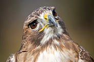 Red-tailed hawk (Buteo jamaicensis)