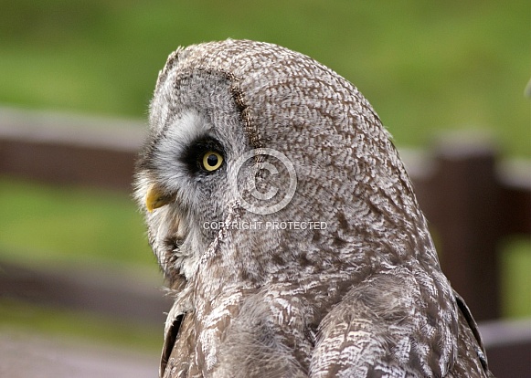 Great Grey Owl Great Grey Owl