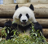 Giant Panda
