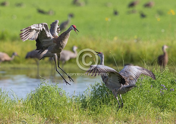 Sandhill Crane Pair Dancing Sandhill Crane Pair Dancing