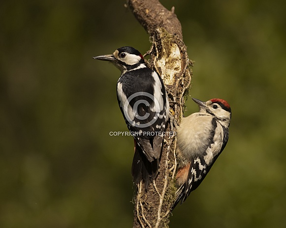 Great Spotted Woodpeckers Great Spotted Woodpeckers