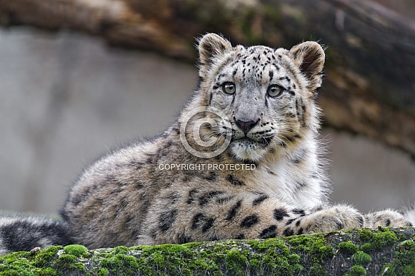 Snow Leopard cub Snow Leopard cub