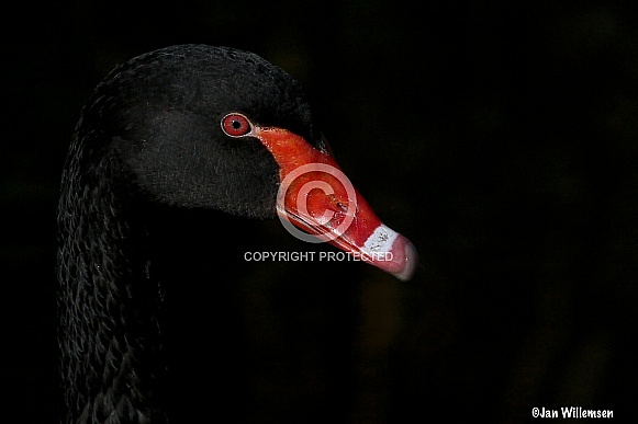 Black Swan Black Swan