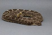 Arizona Black Rattlesnake