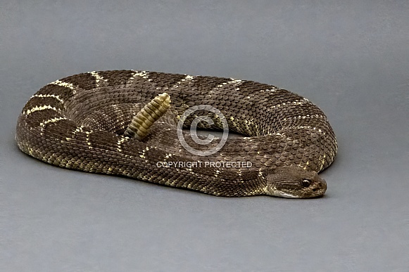 Arizona Black Rattlesnake