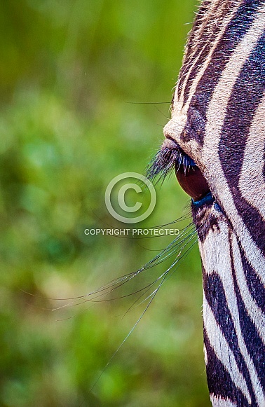 Zebras Zebras