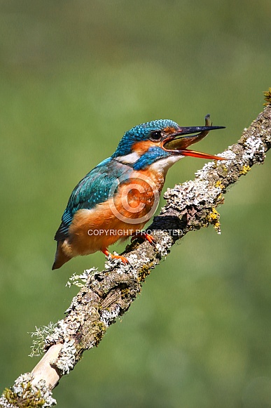 European Kingfisher