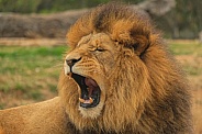 Male African Lion