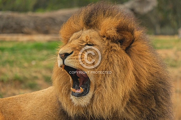Male African Lion