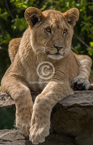 Young Arfican Lioness (Panthera Leo) Young Arfican Lioness (Panthera Leo)