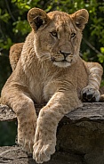 Young Arfican Lioness (Panthera Leo)