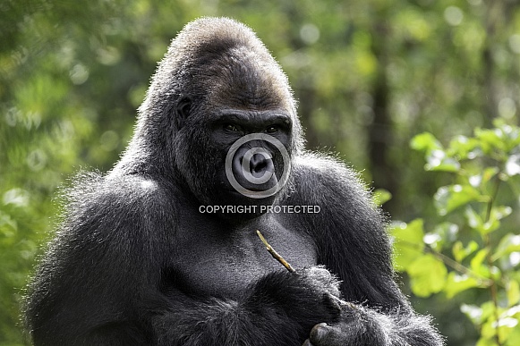 Western Lowland Gorilla Sitting Upright Western Lowland Gorilla Sitting Upright