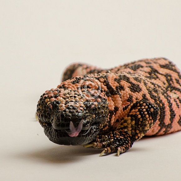 Gila Monster Gila Monster