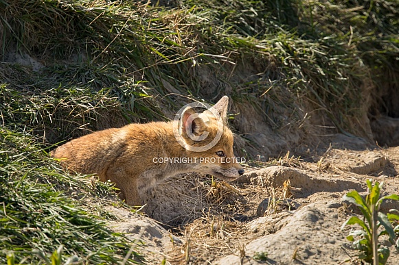 Red fox cub/cubs in nature