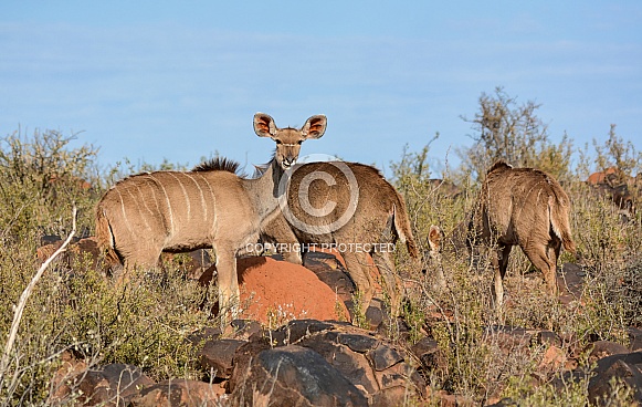 Female Kudu