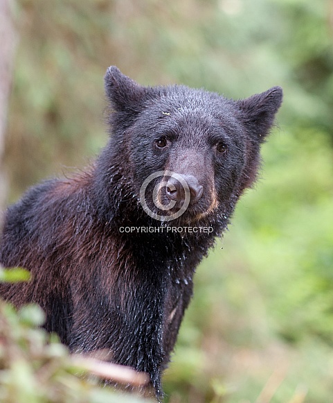 Black Bear (wild) Black Bear (wild)