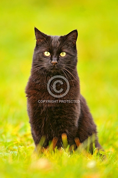 Black Cat