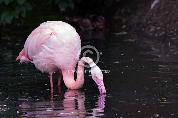 flamingo