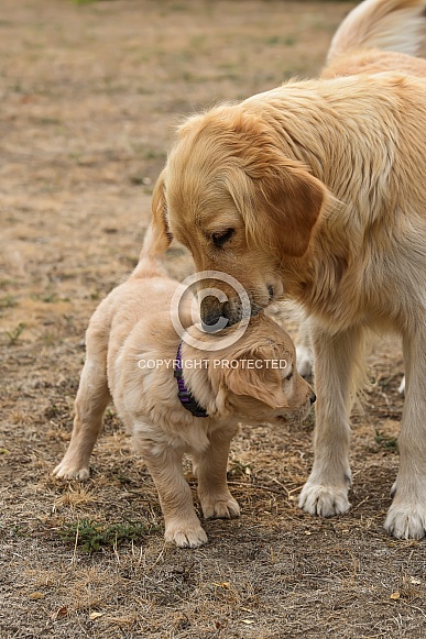 Golden retriever puppy and Mom Golden retriever puppy and Mom