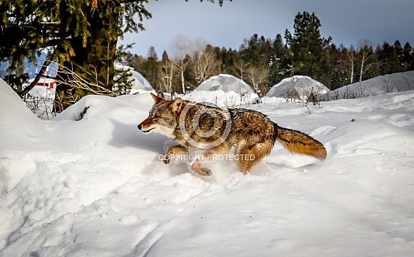 Coyote in winter snow