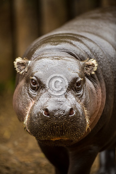 Pygmy Hippo