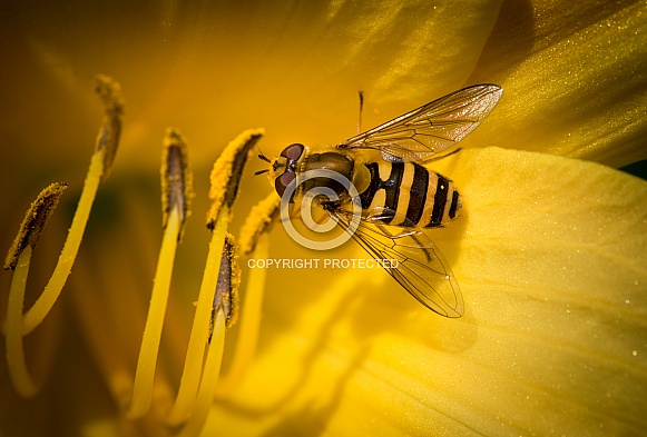 Wasp on yellow flowers