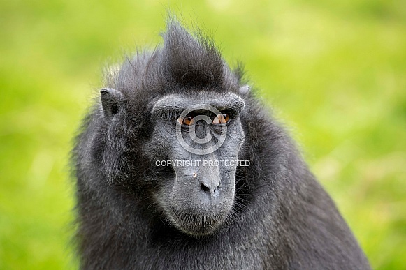 Crested macaque (Macaca nigra)