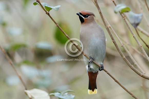 The Bohemian waxwing (Bombycilla garrulus) The Bohemian waxwing (Bombycilla garrulus)